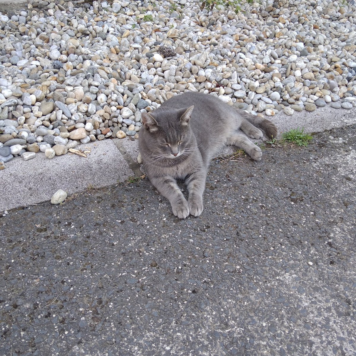 any54's tweet image. (Az előző tweet-hez tartozó cica.) Mi nem csak gyalogoltunk/sétáltunk, hanem felmentünk egy naaagyon magasan levő hídra, és le is jöttünk. Az egész napos jövés-menés kb. 9 km volt. Picit azért elfáradtunk, bírtunk aludni éjszaka.