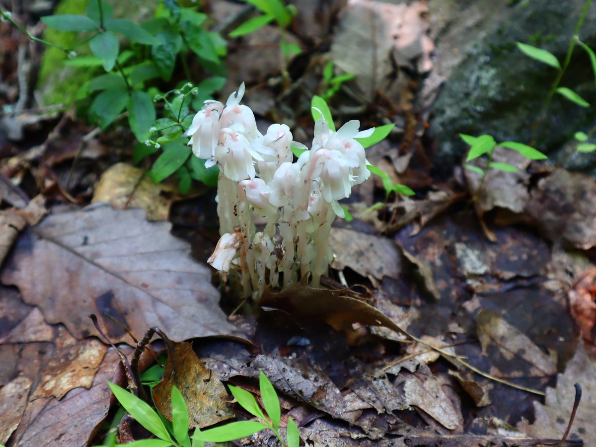 Friends of Wolf Trap National Park tweet media