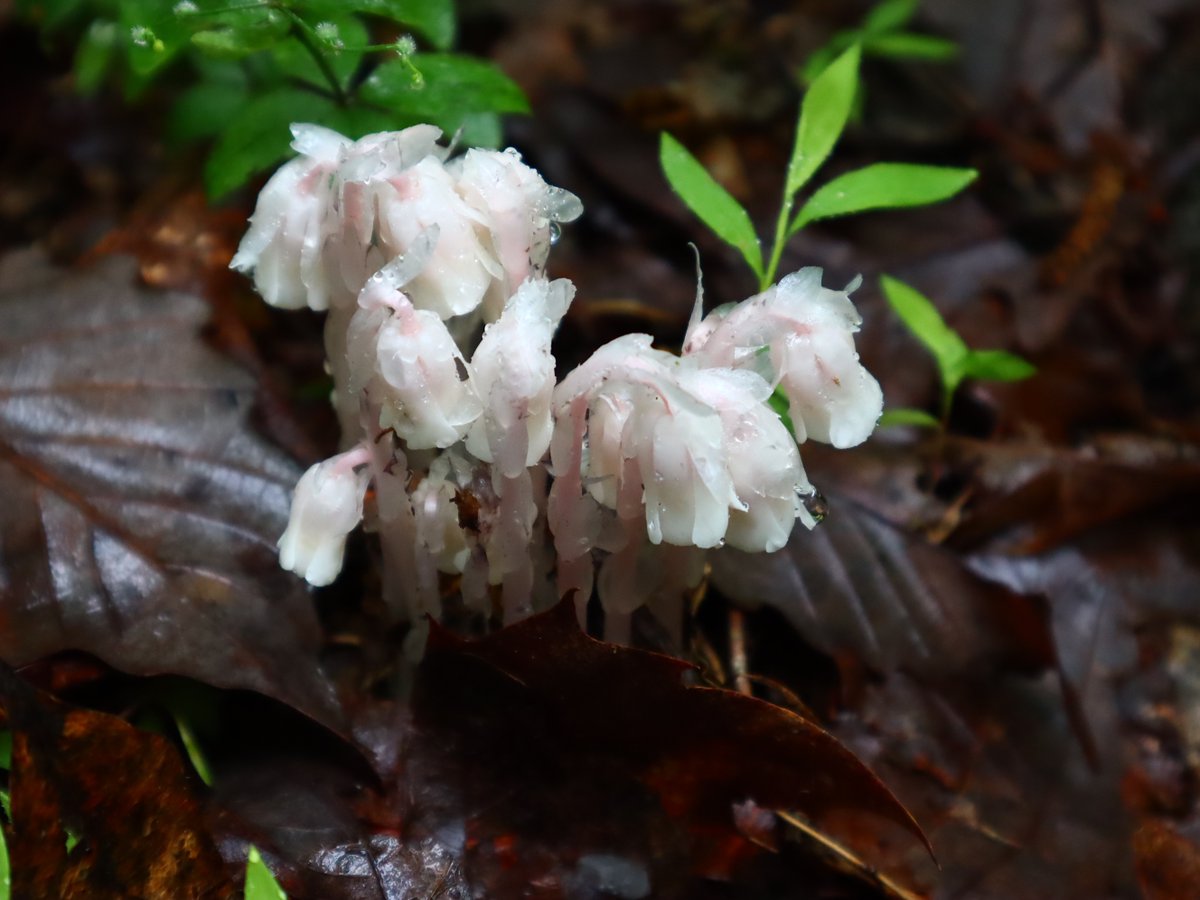 Friends of Wolf Trap National Park tweet media