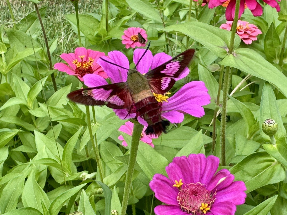Hummingbird Clearwing #Moth enjoying some Zinnia #flowers this morning
