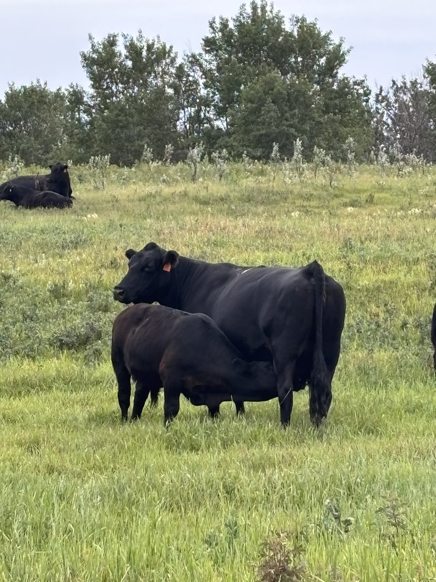 Some cows just have it 

12 year old cow raising another good one