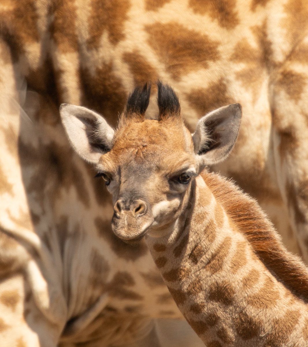 Raditedu tweet media