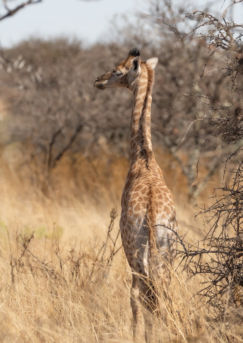 Raditedu tweet media