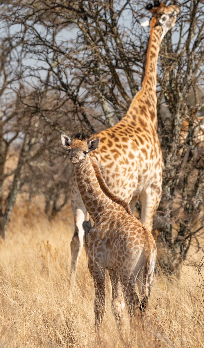 Raditedu tweet media