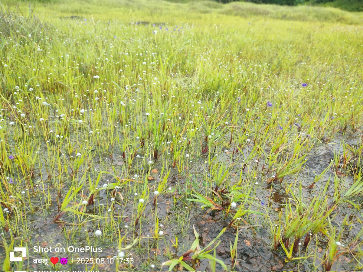 बाप्पा येतात ❤️🔱
बाप्पाच आगमन जवळ आले की माळरानावर सुंदर असा माहोल बनून जातो ❤️🤩🔱

#11pmWords