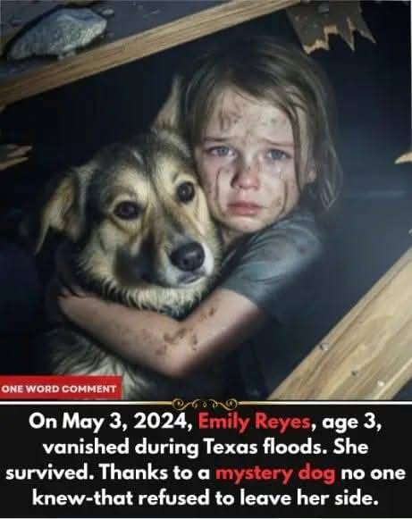 She vanished just before the storm hit, and what rescuers found beside her stunned everyone. 
On May 3, 2024, three-year-old Emily Reyes disappeared from her rural Texas home, mere hours before a catastrophic flood devastated the region. As rain poured relentlessly and