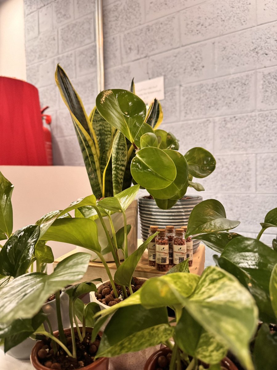 plantaByN's tweet photo. بلانتا في شركة "شباب مجتمعي"
بأنتظاركم لمدة ٣ ايام 🤩🌱 https://t.co/i2cuKr0mf9