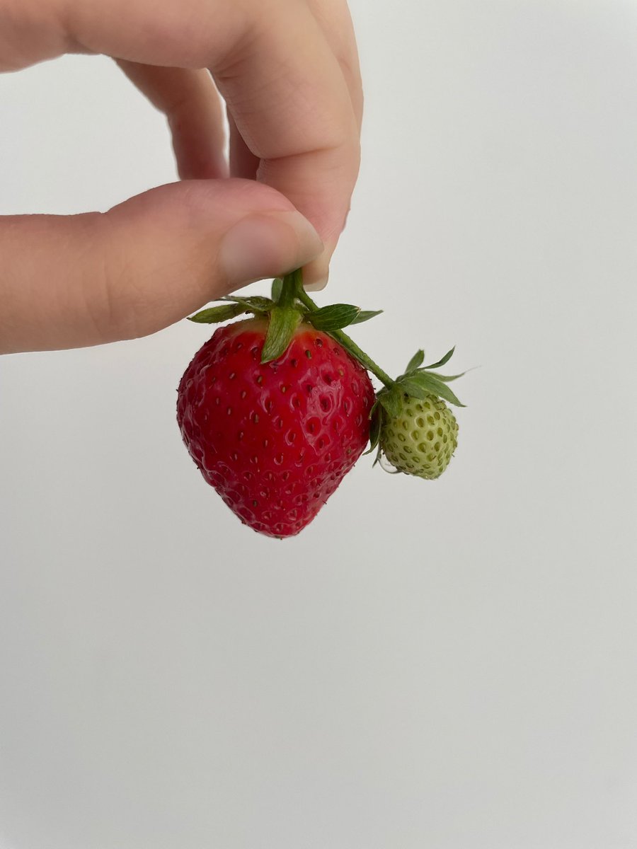 my strawb came with a baby strawb! 🍓