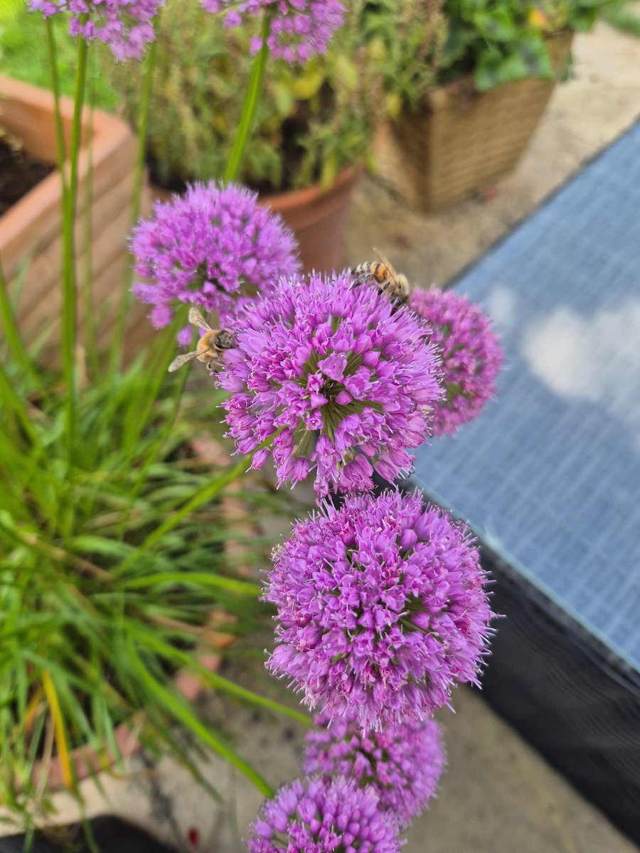 VBarton_LLIM's tweet image. Sun is out.
BBQ is out.
Said everyone in the UK today 🤣
Even the bees are happy with this sunshine 🌞