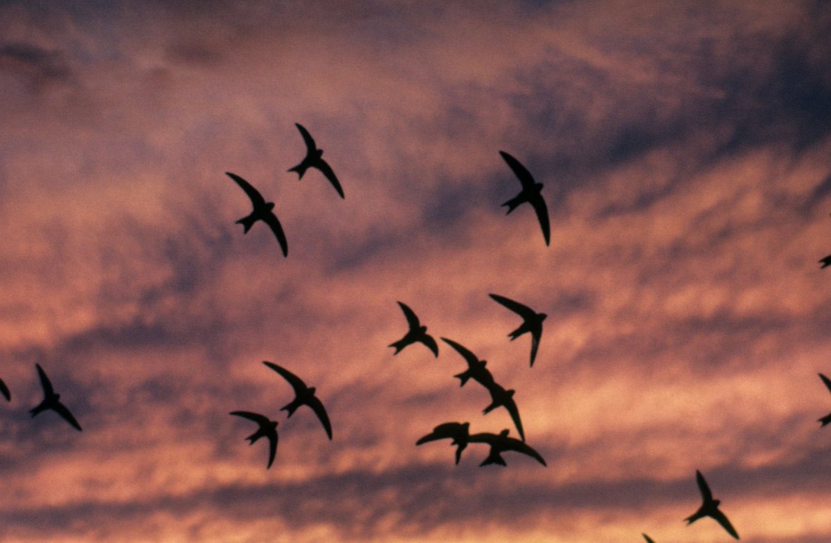 Wolf hated the swifts leaving and refused to say goodbye. He stayed in his room until all was silent, and they had gone, flown so far the faint lights of the Finistère coast, of Ouessant and Île-Molène were below them, like old, old stars scattered in the great Atlantic swell.