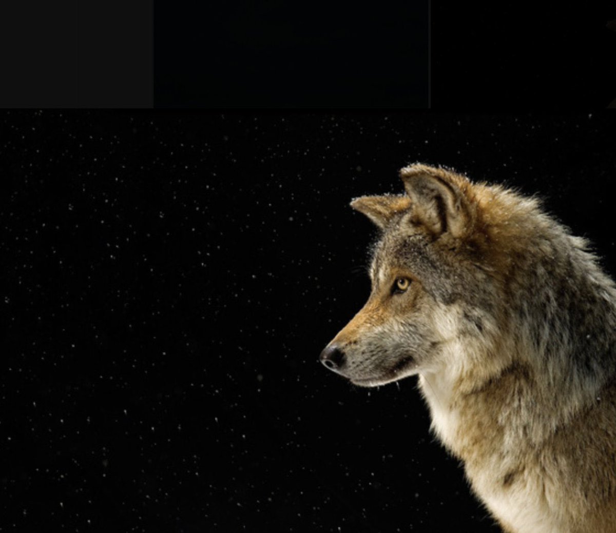 Anne Louise Avery tweet media