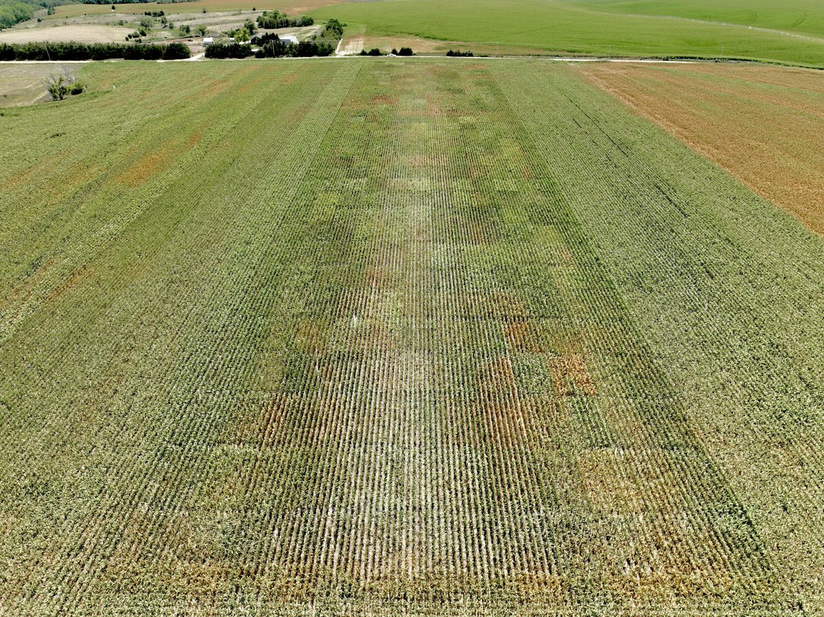 Looking for the next Aquamax hybrids in Harlan county Neb.  ⁦<a href="/PioneerSeeds/">Pioneer Seeds U.S.</a>⁩
