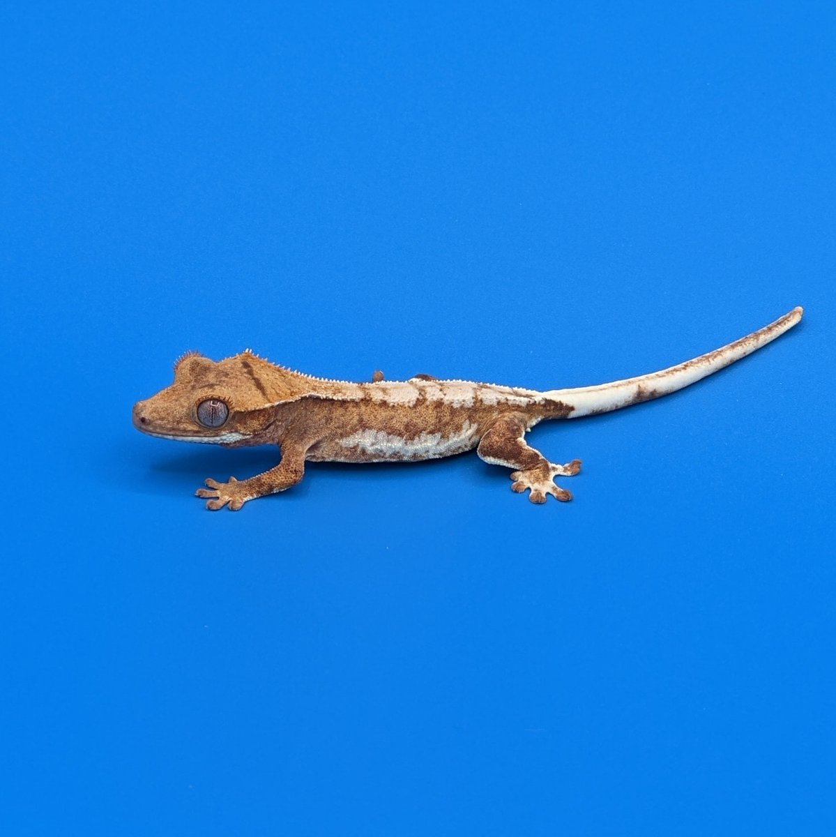 ScalyCrew's tweet photo. A baby red base lilly white crested gecko.
#ScalyCrew #gecko #crestedgecko #geckokeeper #geckobreeder #petgecko #pets https://t.co/EUglKEgYiE