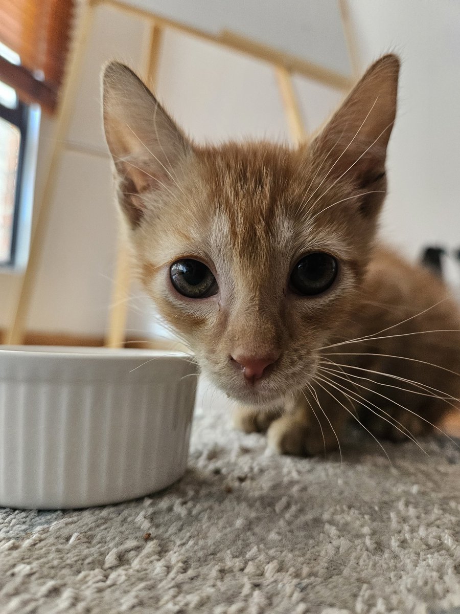 El viernes saliendo de la Secretaría tipo 9 p.m. sobre la NQS bajo l lluvia,el conductor frenó por un animalito cruzando la avenida, cuando lo vimos en el anden, paramos y lo rescatamos

Es un gatito de menos de 2 meses

Hoy tiene un hogar. Bienvenido ¿Melcocho? ¿Mango? ¿Lluvia?
