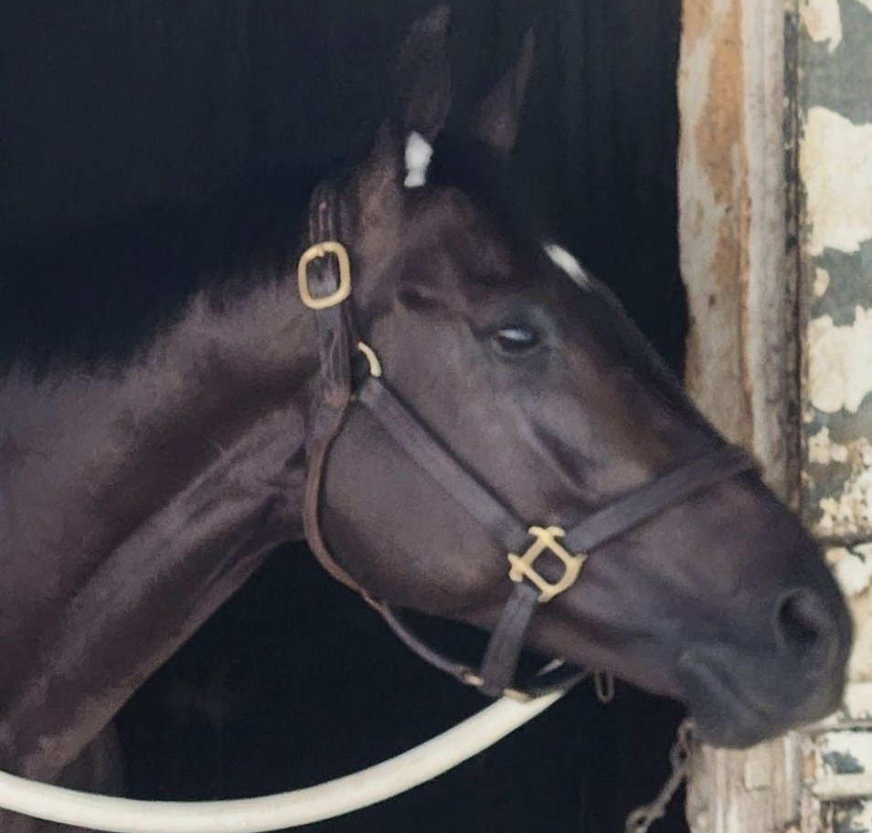 upbackracing's tweet image. Thursday. Race 9. The Spa. FINAL DENILE is coming for more looking to improve on last month's third place finish.  @depazracing has got him sharp, @KendrickCarmou1  has the reins, and our partners are ready to cheer him home! 🔥🏇.  Let's kick off Alabama weekend in style!!!