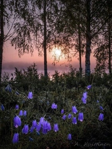 Колокольчики поют вам колыбельную… 
Слушайте! 🎶
Перед сном “разгрузите” голову… 
Позаботьтесь о себе… 

Снов безмятежных 😴