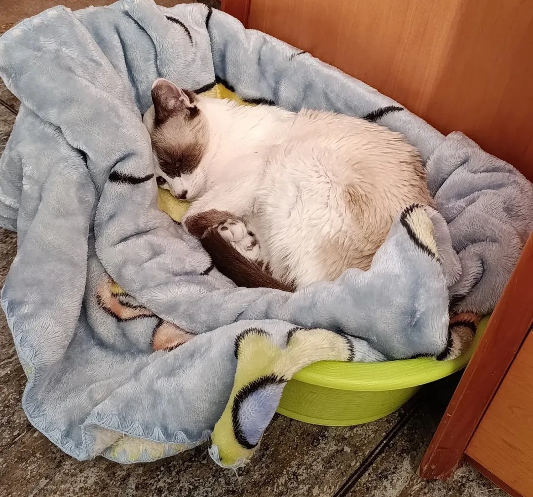 ardillakoalaoki's tweet image. Este miércoles tuve que tomar la decisión más dolorosa de mi vida: dejar ir a mi querida Luna.
Hace dos años le diagnosticaron un linfoma. Siempre fue una gatita frágil, con muchos problemas de salud, pero hasta ahora habíamos sabido llevarlo más o menos.