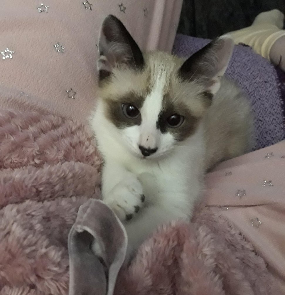 ardillakoalaoki's tweet image. Este miércoles tuve que tomar la decisión más dolorosa de mi vida: dejar ir a mi querida Luna.
Hace dos años le diagnosticaron un linfoma. Siempre fue una gatita frágil, con muchos problemas de salud, pero hasta ahora habíamos sabido llevarlo más o menos.