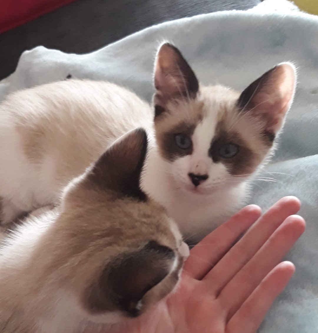 ardillakoalaoki's tweet image. Este miércoles tuve que tomar la decisión más dolorosa de mi vida: dejar ir a mi querida Luna.
Hace dos años le diagnosticaron un linfoma. Siempre fue una gatita frágil, con muchos problemas de salud, pero hasta ahora habíamos sabido llevarlo más o menos.