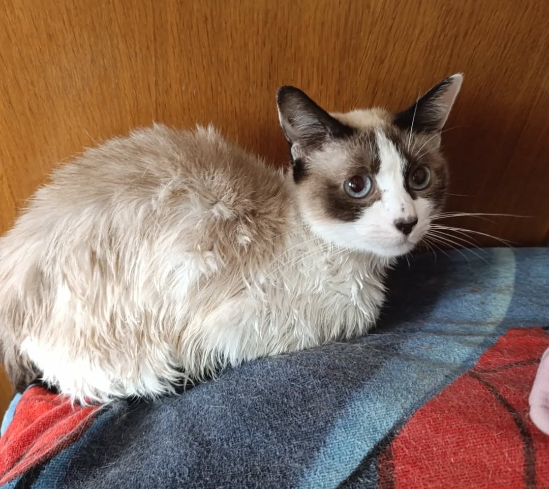 ardillakoalaoki's tweet image. Este miércoles tuve que tomar la decisión más dolorosa de mi vida: dejar ir a mi querida Luna.
Hace dos años le diagnosticaron un linfoma. Siempre fue una gatita frágil, con muchos problemas de salud, pero hasta ahora habíamos sabido llevarlo más o menos.