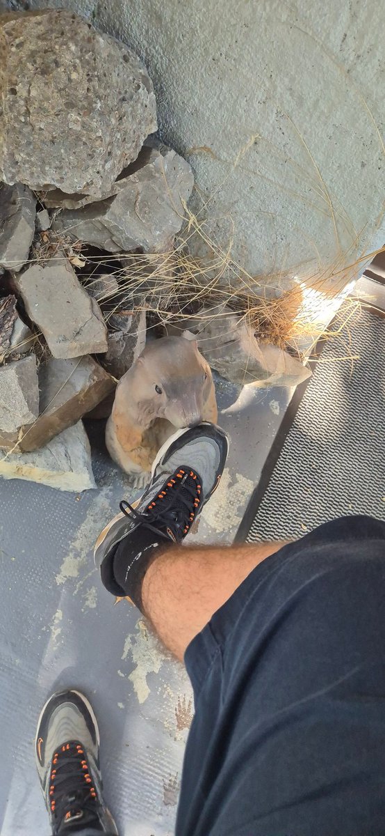 Quelque soit l'animal qui sommeille en vous, vous serez toujours à votre place à mes ieps ... 😏👇🧎‍♂️💸🔥😈