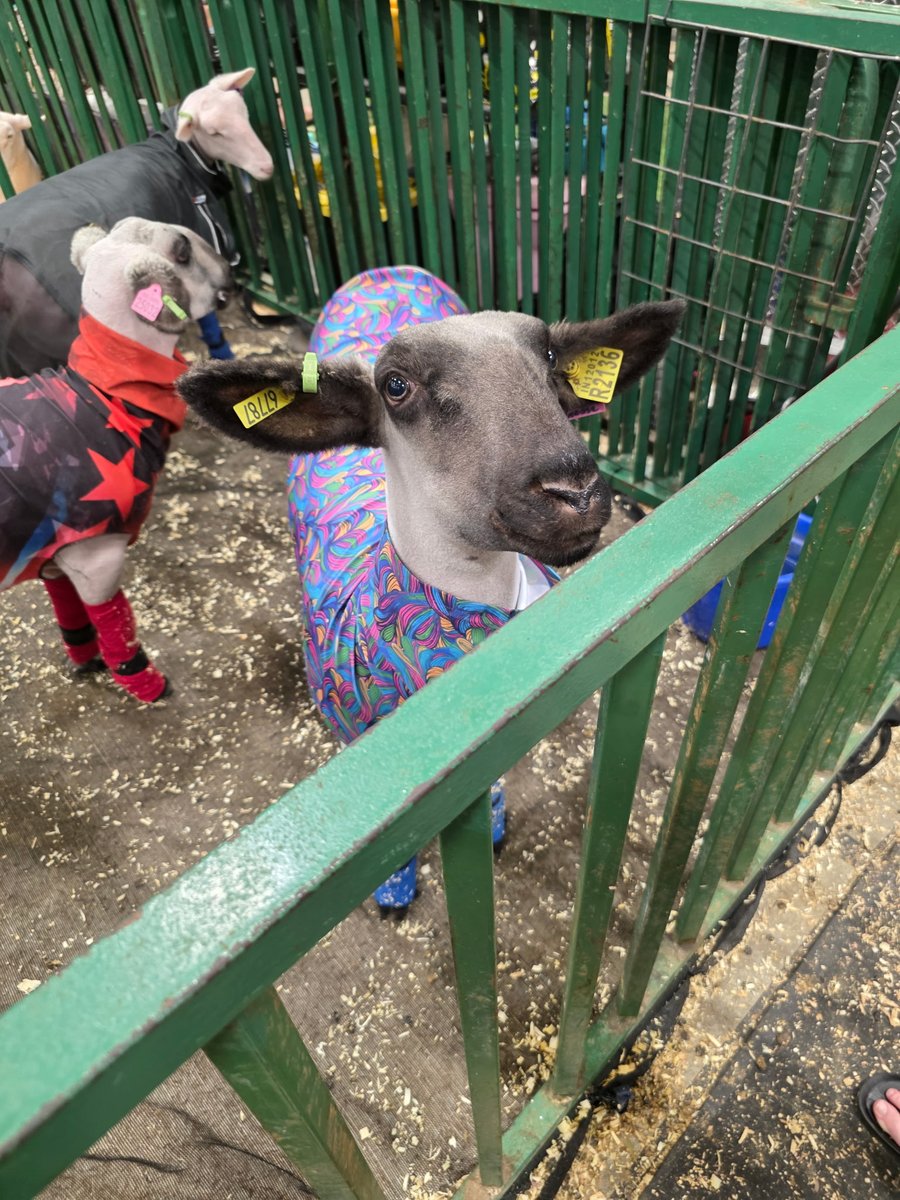 oAnimalso's tweet photo. Baaaa
#sheep #animals #animal #farmanimals https://t.co/jaVASfEFOR