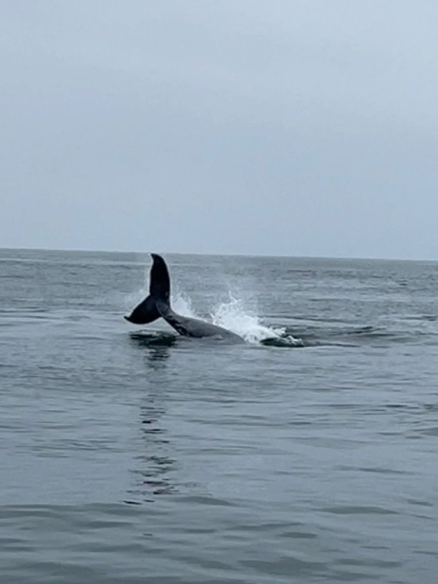 GavinDCook's tweet photo. Perú - es una maravilla. Deslumbrante. Sorprendente. Brillante. #PuntaSal #Ballenas ❤️ https://t.co/dAqGXGFWzK
