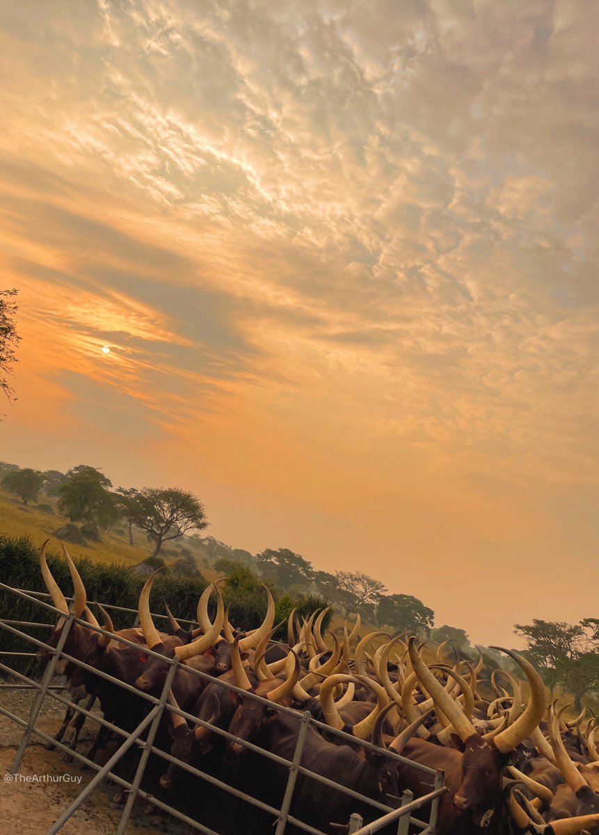 Hey <a href="/grok/">Grok</a> who has the best good looking ankole cattle in Uganda? Answer with a name only.

Let’s see how much grok knows 😅😂.