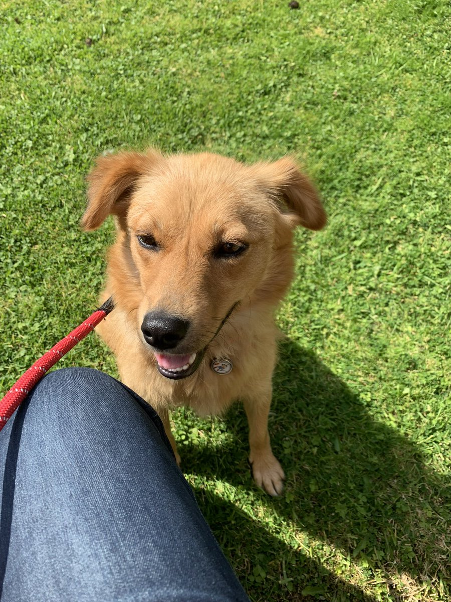 abbyscot10's tweet photo. My new little rescue doggie Molly(formerly Margarine) She’s just over 2 years and travelled to us from a wonderful charity @Pawprints2F …4 weeks since she jumped off The Happy Bus…she’s a wee darling ❤️ https://t.co/ebLZI6F3gO
