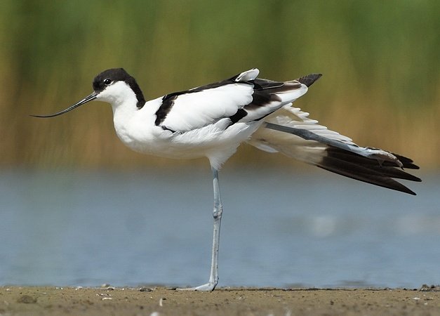 Deze kluut kon ik gisteren ook fotograferen vanuit HBN hut 10, Termunten.

Fijne avond nog en voor straks lekker slapen 🙋🏻‍♂️😴🍀