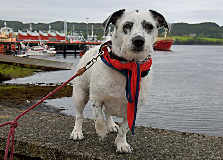 welovedonegal's tweet photo. 'Malta' con su familia disfrutando de Killybegs hoy.
#dogs #perras #pets #mascotas
#DonegalDogs
#Spanish #Spain
#Donegal #Ireland . https://t.co/kDoSRbFlkM