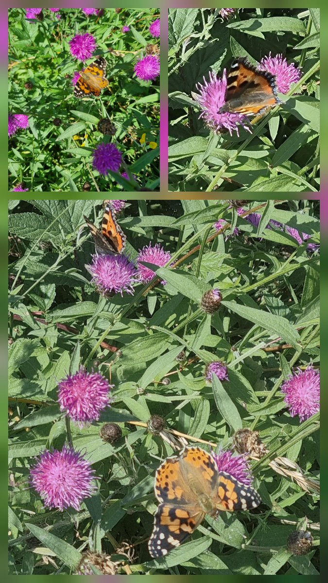 Sheila Gregory (@sheilag17662835) on Twitter photo #wildflower_hour #PollinatorPlals Here are some from north #Cumbria. The first one is from Grune Point <a href="/SolwayCoastNL/">Solway Coast National Landscape</a> others from daily dog walk 2 miles from the outskirts of #Carlisle dog walk a winner here #nature everywhere <a href="/wildflower_hour/">wildflowerhour</a> <a href="/BSBIbotany/">BSBI: Botanical Society of Britain & Ireland</a> <a href="/cumbriawildlife/">CumbriaWildlifeTrust</a> #wildflower_hour #PollinatorPlals Here are some from north #Cumbria. The first one is from Grune Point <a href="/SolwayCoastNL/">Solway Coast National Landscape</a> others from daily dog walk 2 miles from the outskirts of #Carlisle dog walk a winner here #nature everywhere <a href="/wildflower_hour/">wildflowerhour</a> <a href="/BSBIbotany/">BSBI: Botanical Society of Britain & Ireland</a> <a href="/cumbriawildlife/">CumbriaWildlifeTrust</a>