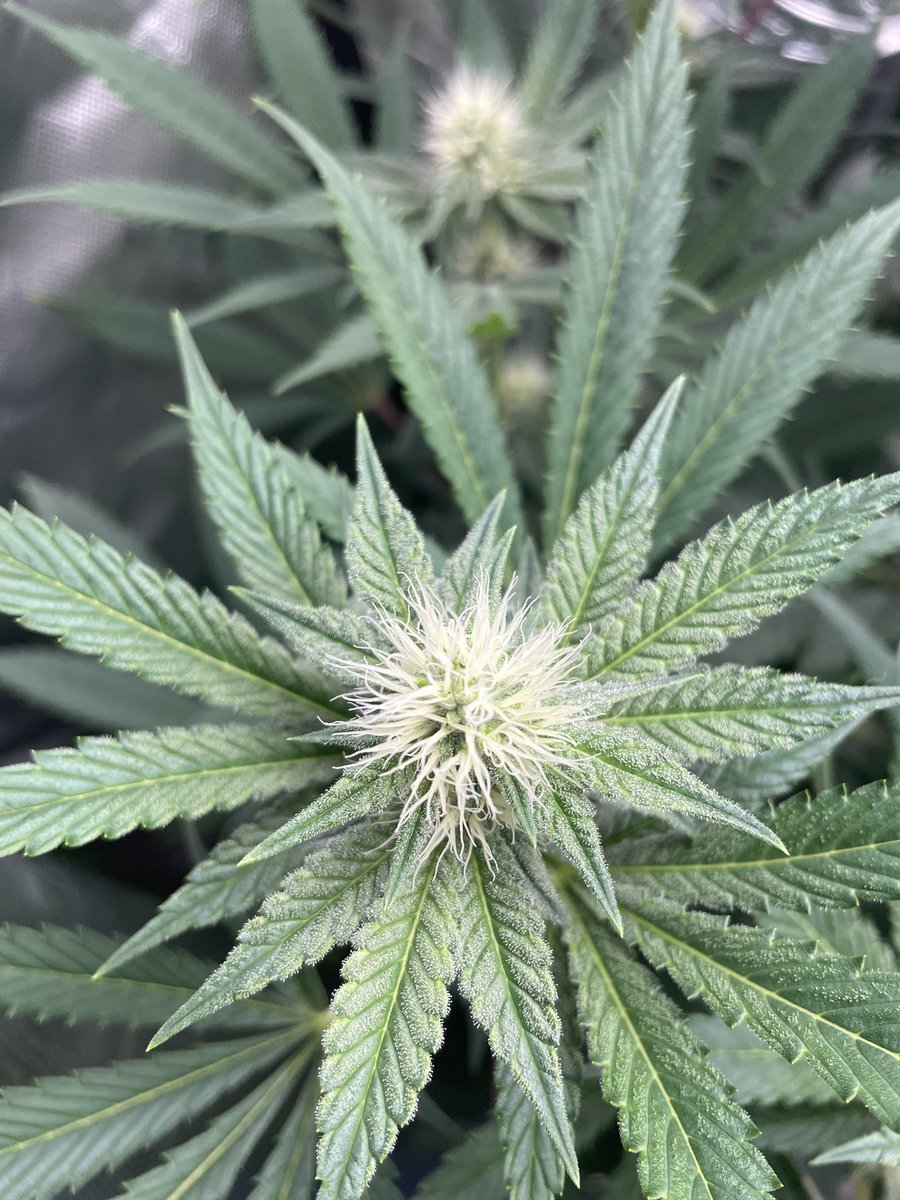 runswithfiskars's tweet photo. Current state of our Blue Limonada run bred by @thctitan  just about to enter week 4 of flower. 

#NYHomegrown #SquareOneGenetics #OrganicallyGrown https://t.co/rQvHKDHs7u