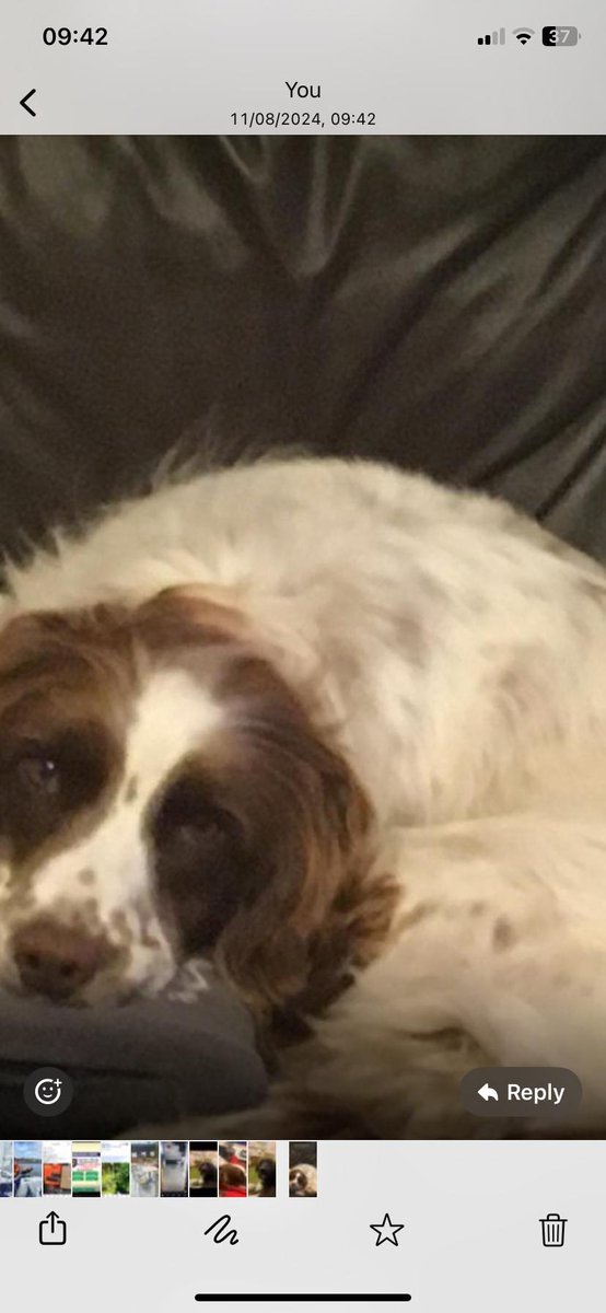 muddypawscrime's tweet photo. Please don't forget about Meg π₯². It has been one year since her heartbroken owner saw her π₯²
Please also Join FACEB@@K GROUP- MEG MISSING 10TH AUGUST 2024 FROM LISQINLAN CO.CORK IRELAND
@MissingPetsGB @HunnyJax @rosieDoc2 #sharesunday https://t.co/rMdWnjPhJF