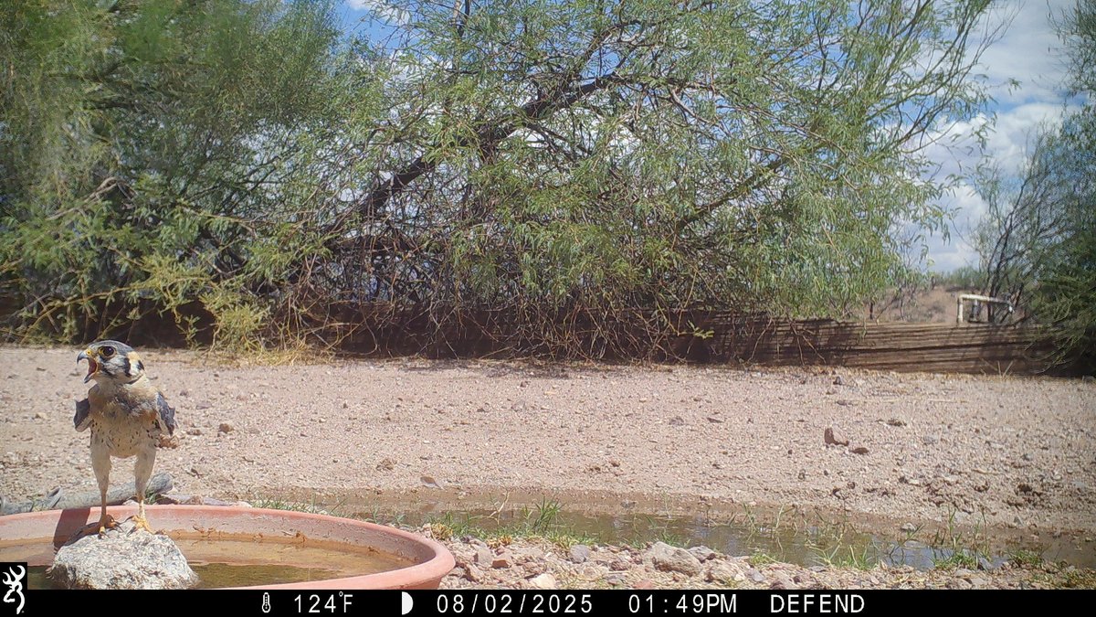 Over the past 10 years, American #kestrel sightings on our property have plummeted. But, look... first time ever getting one on #cameratrap (and a week ago, we got our first on video, which - someday - I hope to post).