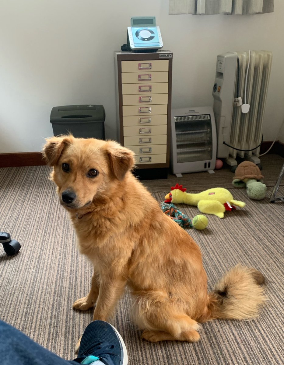 My new little rescue doggie Molly. She’s just over 2 years and travelled to us from a wonderful charity <a href="/Pawprints2F/">Pawprints to Freedom Rescue🐾</a> …4 weeks since she jumped off The Happy Bus. Hoping to join <a href="/ZombieSquadHQ/">ZombieSquadHQ💖💚🧡💚🩵©</a> and follow in Abby’s paws 🐾 #zshq