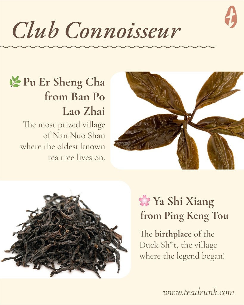 Tea Drunk tweet media