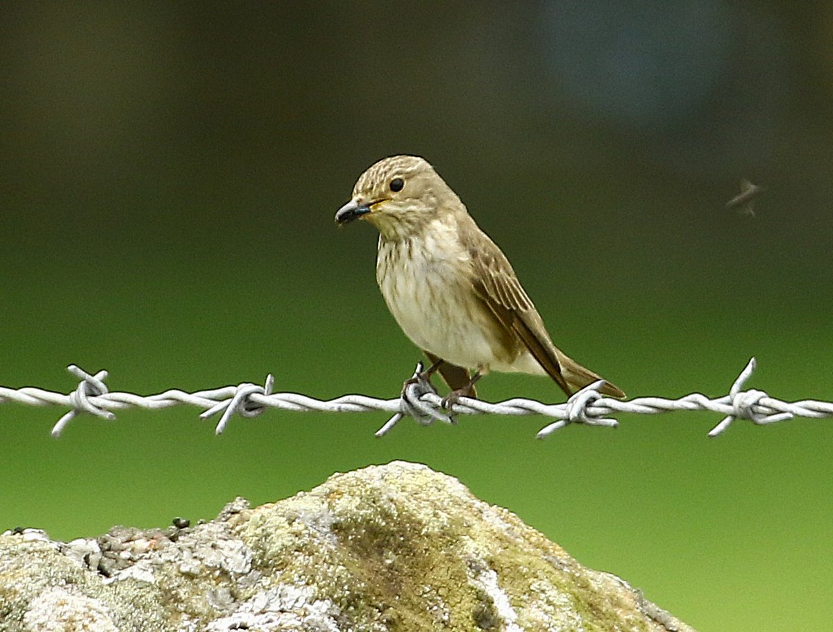 Spotted flycatcher Weardale.
<a href="/DurhamBirdClub/">Durham Bird Club</a> 
<a href="/BirdWatchingMag/">Bird Watching</a> 
<a href="/_BTO/">BTO</a> 
<a href="/durhamwildlife/">DurhamWildlifeTrust</a>