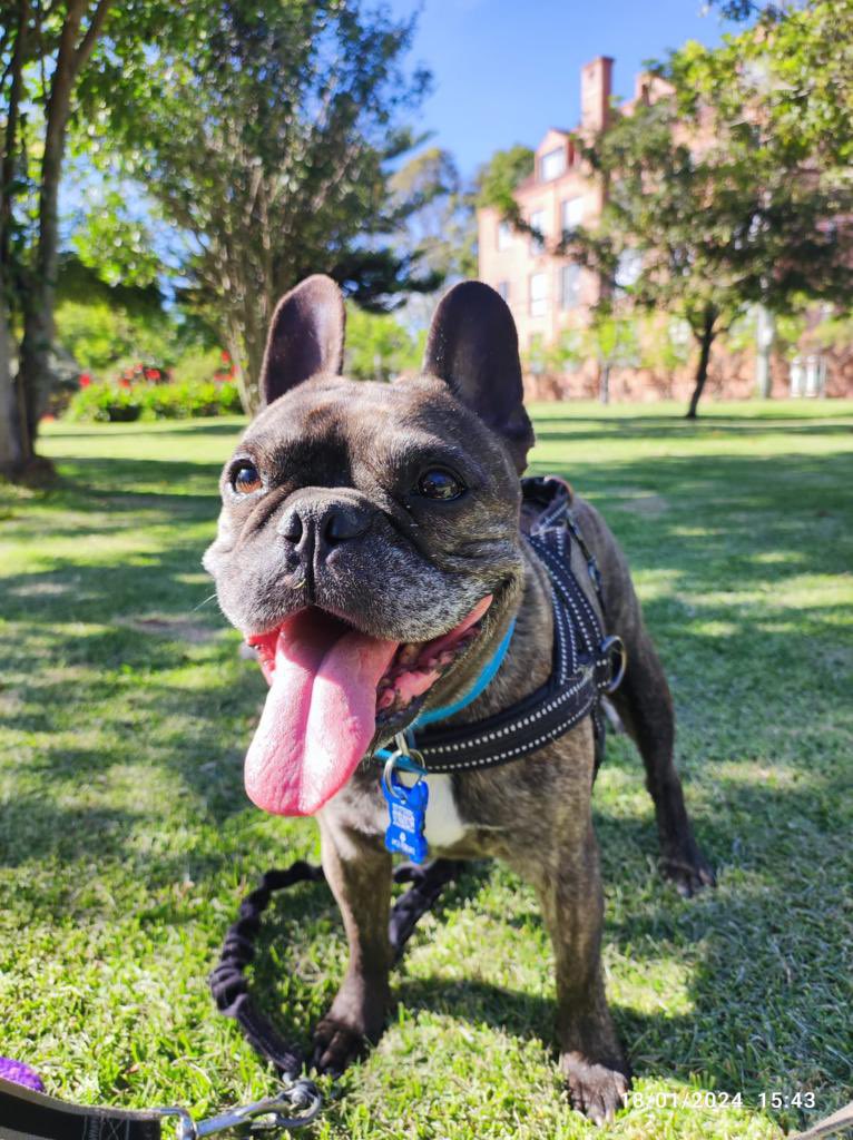 AmbienteHay's tweet photo. @ernestocortes28 Señor Editor, nuestra mascota también se llamaba Blacky, era de la misma raza, el mismo color, el mismo carácter y ha muerto también hace unas semanas. No sé ni qué más decir. https://t.co/PSlXa2NT2j