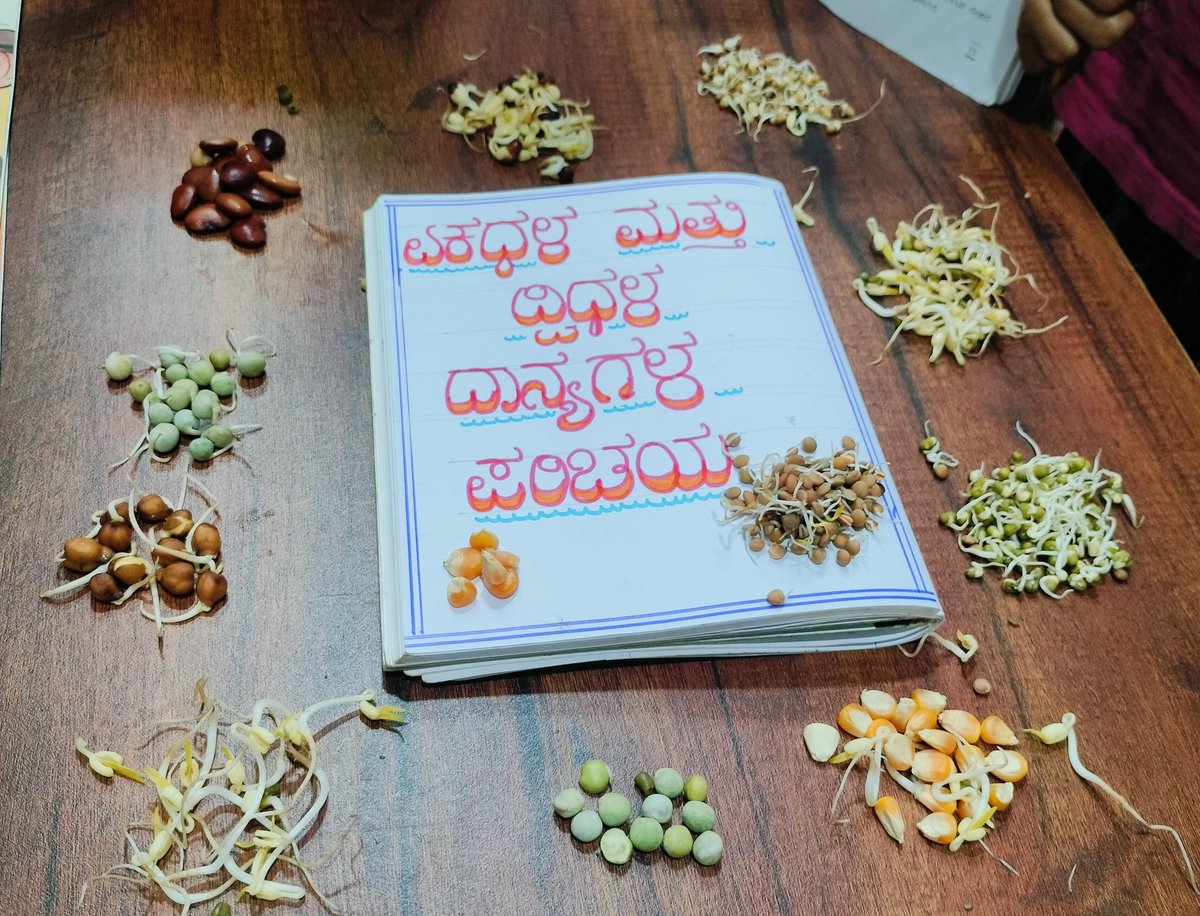 marihallibrary's tweet photo. 🌾 ಮಾರೀಹಾಳ ಅರಿವು ಕೇಂದ್ರದಲ್ಲಿ ಮಕ್ಕಳಿಗೆ "ಏಕದಳ & ದ್ವಿದಳ" ಧಾನ್ಯಗಳ ಪರಿಚಯ ಮಾಡಿಸಲಾಯಿತು. 🌱
ಬೀಜಗಳ ರಚನೆ, ನಾಳವಿನ್ಯಾಸ, ಬೇರು ವ್ಯವಸ್ಥೆ — ನೇರ ಅನುಭವದ ಮೂಲಕ ಕಲಿಕೆ.
#ArivuKendra #Marihal #Monocot #Dicot #Grains #RuralEducation #HandsOnLearning
@readingkafka @PriyankKharge @ZP_Belagavi @CommrPR https://t.co/y2xlkSRVGi