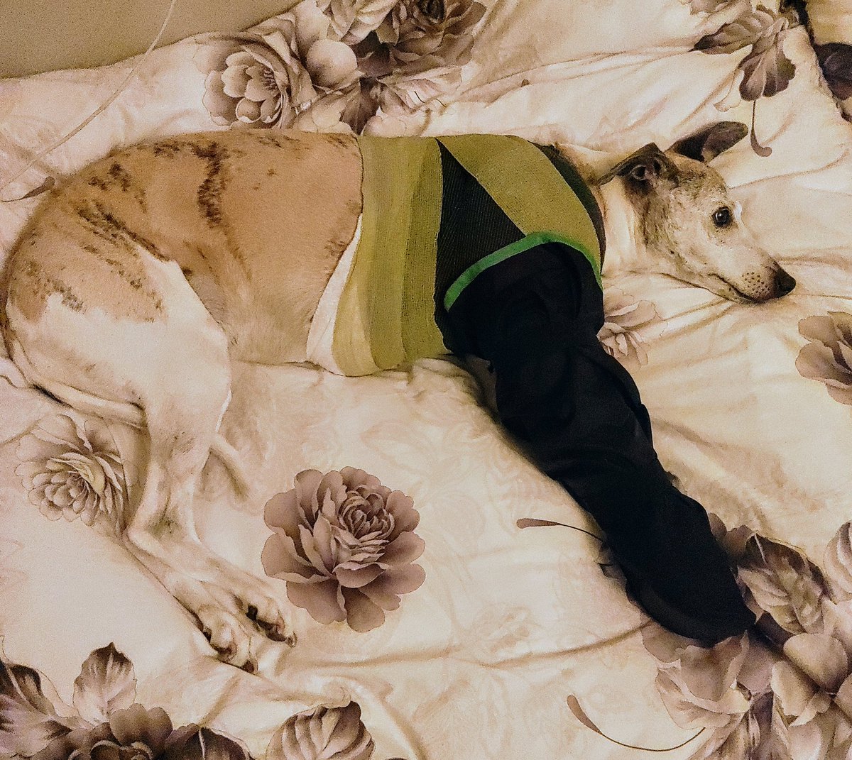 How our Whippet sister spent her Saturday. 😢