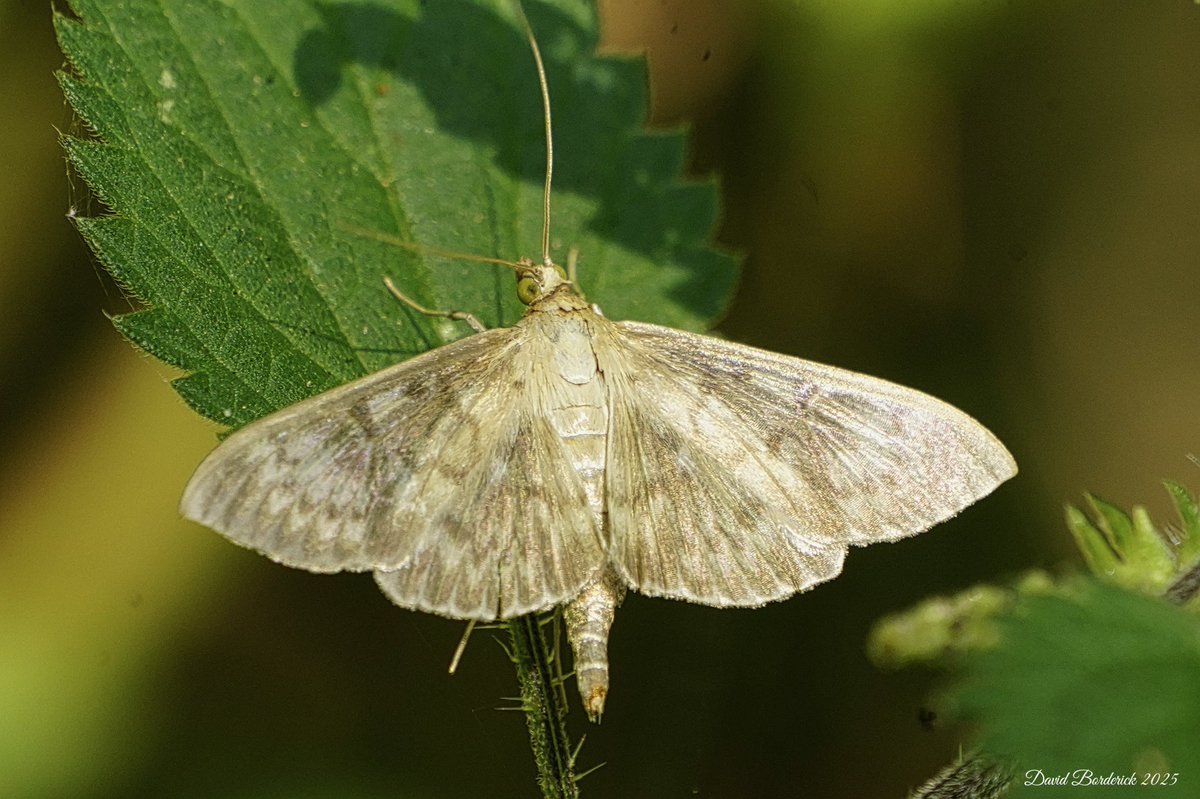 David Borderick (@daveborderick) on Twitter photo Mother of Pearl moth at RSPBMinsmere this morning <a href="/RSPBMinsmere/">RSPB Minsmere π</a> <a href="/Natures_Voice/">RSPB</a> <a href="/RSPBEngland/">RSPB England</a> <a href="/savebutterflies/">Butterfly Conservation π¦</a> <a href="/BC_Suffolk/">BC Suffolk Branch</a> <a href="/SuffolkRecorder/">Suffolk Butterfly Recorder</a> Mother of Pearl moth at RSPBMinsmere this morning <a href="/RSPBMinsmere/">RSPB Minsmere π</a> <a href="/Natures_Voice/">RSPB</a> <a href="/RSPBEngland/">RSPB England</a> <a href="/savebutterflies/">Butterfly Conservation π¦</a> <a href="/BC_Suffolk/">BC Suffolk Branch</a> <a href="/SuffolkRecorder/">Suffolk Butterfly Recorder</a>