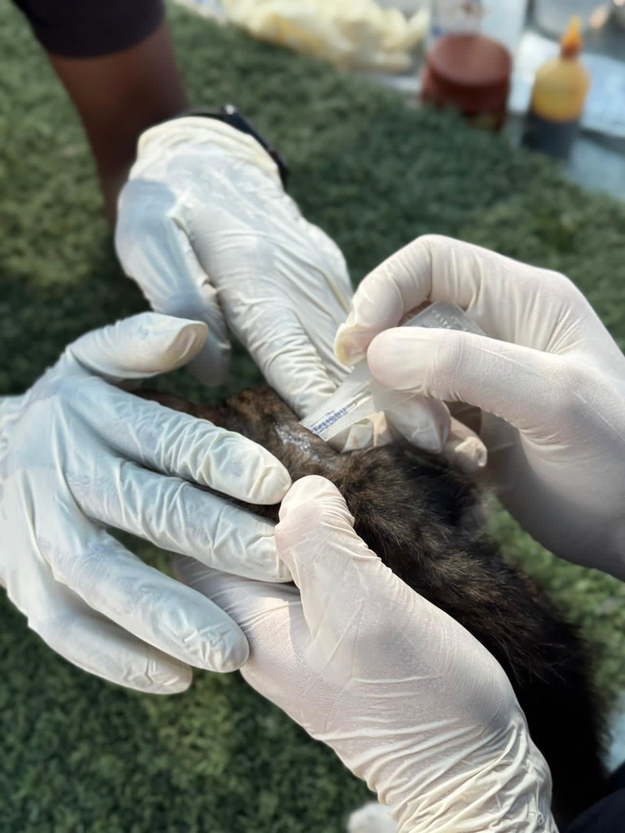 kitten suffering from fleas

You can donate via the link:

linktr.ee/sulalaanimalre…