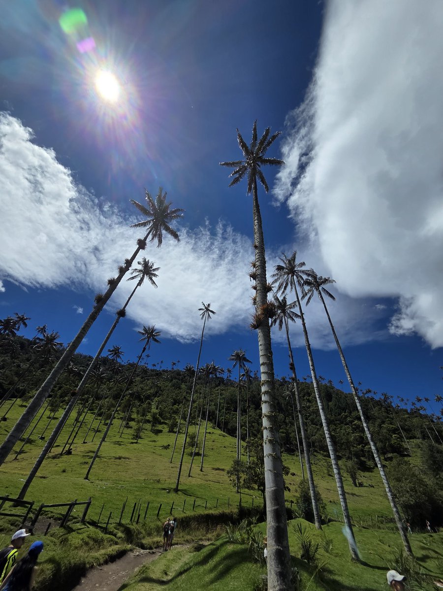 Cocora Valley, Colombia.  Wax palms, 2nd tallest trees in the world.  Amazing to hike through