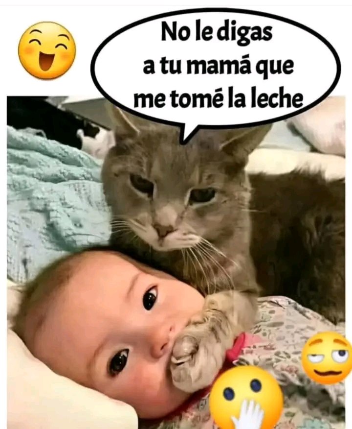 Ssshhhh no digas nada 😅🐱🐾