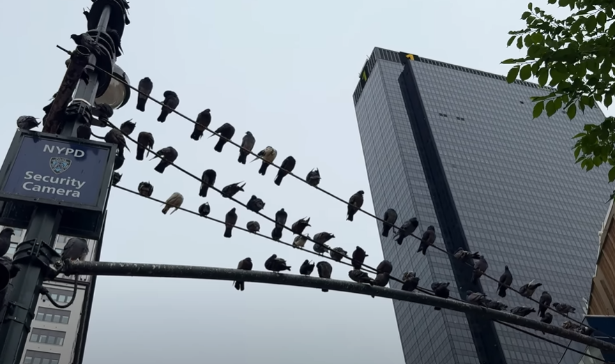 Fine Feathers On A Wire ~ Our Winged Watchers
By AB Marcus
Have you ever noticed those birds? They perch. They gather. They congregate.
On lamp poles, lines and signs, wherever highways cross 
Have you noticed?
Those tiny witnesses watching the rivers of bejeweled colored cars