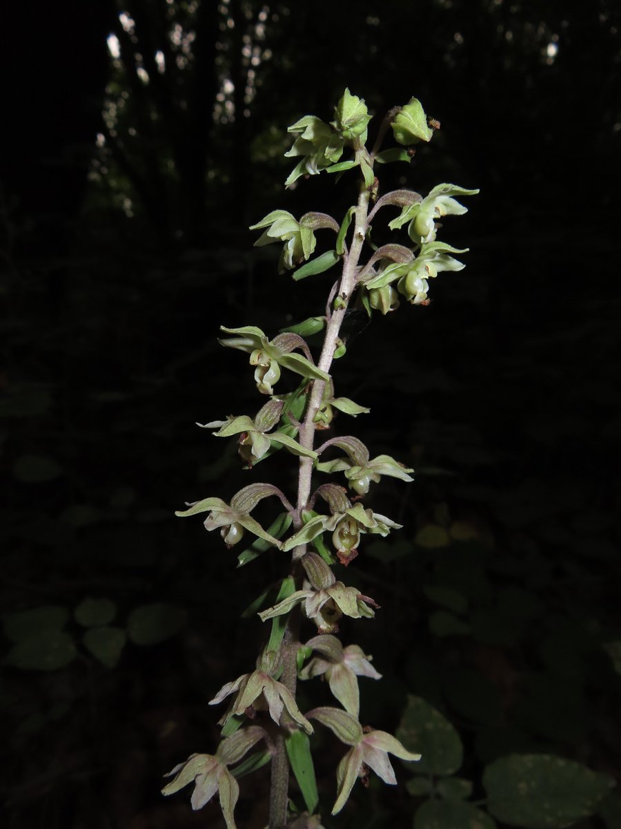 Broad-leaved Helleborine - finally spotted some at Trosley country park earlier in the week - part of the new North Kent Woods and Downs NNR.
kentdowns.org.uk/nkwd/directory…
#wildflowerhour