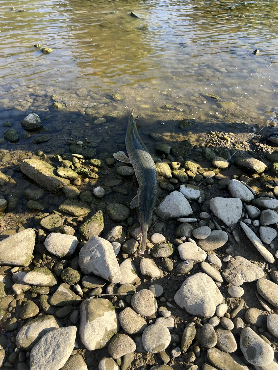 Sedamsville14's tweet photo. #gar one or my best catches - Long Nose Gar -Clark took one for the team as it bit him as he helped net it for me. It was angry! He’s fine, didn’t even whimper - rebounded and caught a cat fish
Both on #meppscatch - real fast through the ripples of Great Miami River, Ohio https://t.co/6VLOBGrOjh