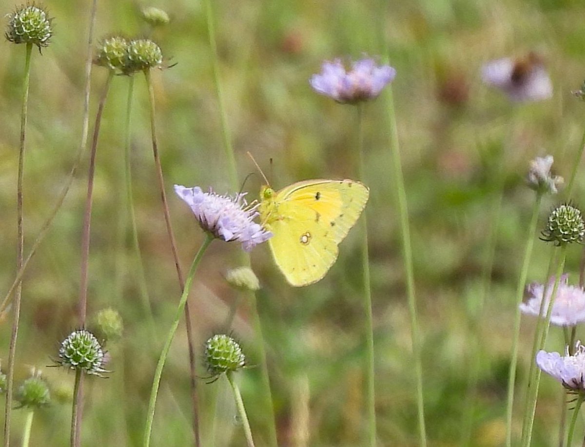 Apatura Ilia tweet media