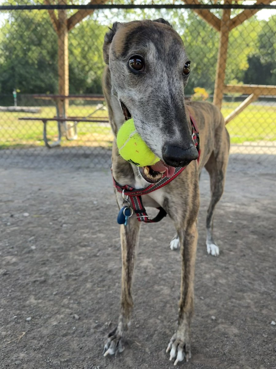 Megan Boyer, DO, MS tweet media